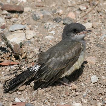 Cassin's Kingbird