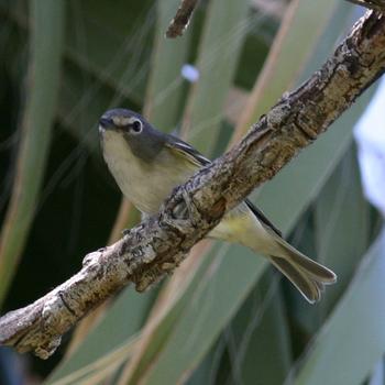 Cassin's Vireo