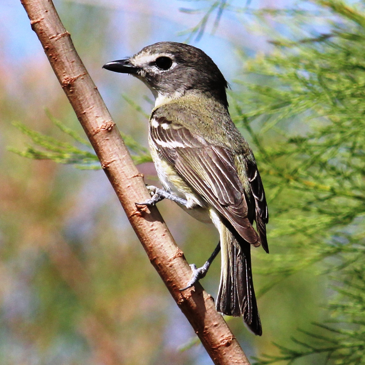 Cassin's Vireo