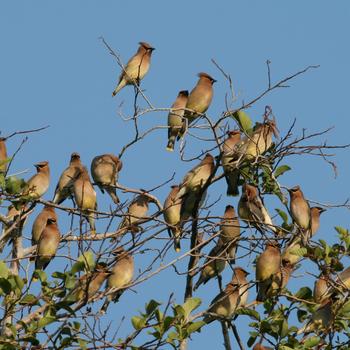 Cedar Waxwing