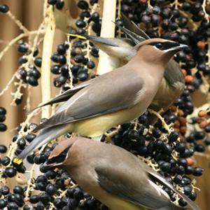 Cedar Waxwing