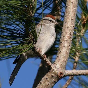 Chipping Sparrow