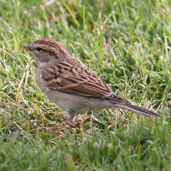 Chipping Sparrow