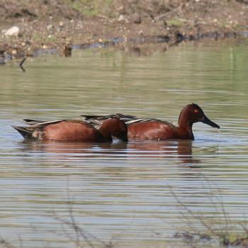 Cinnamon Teal