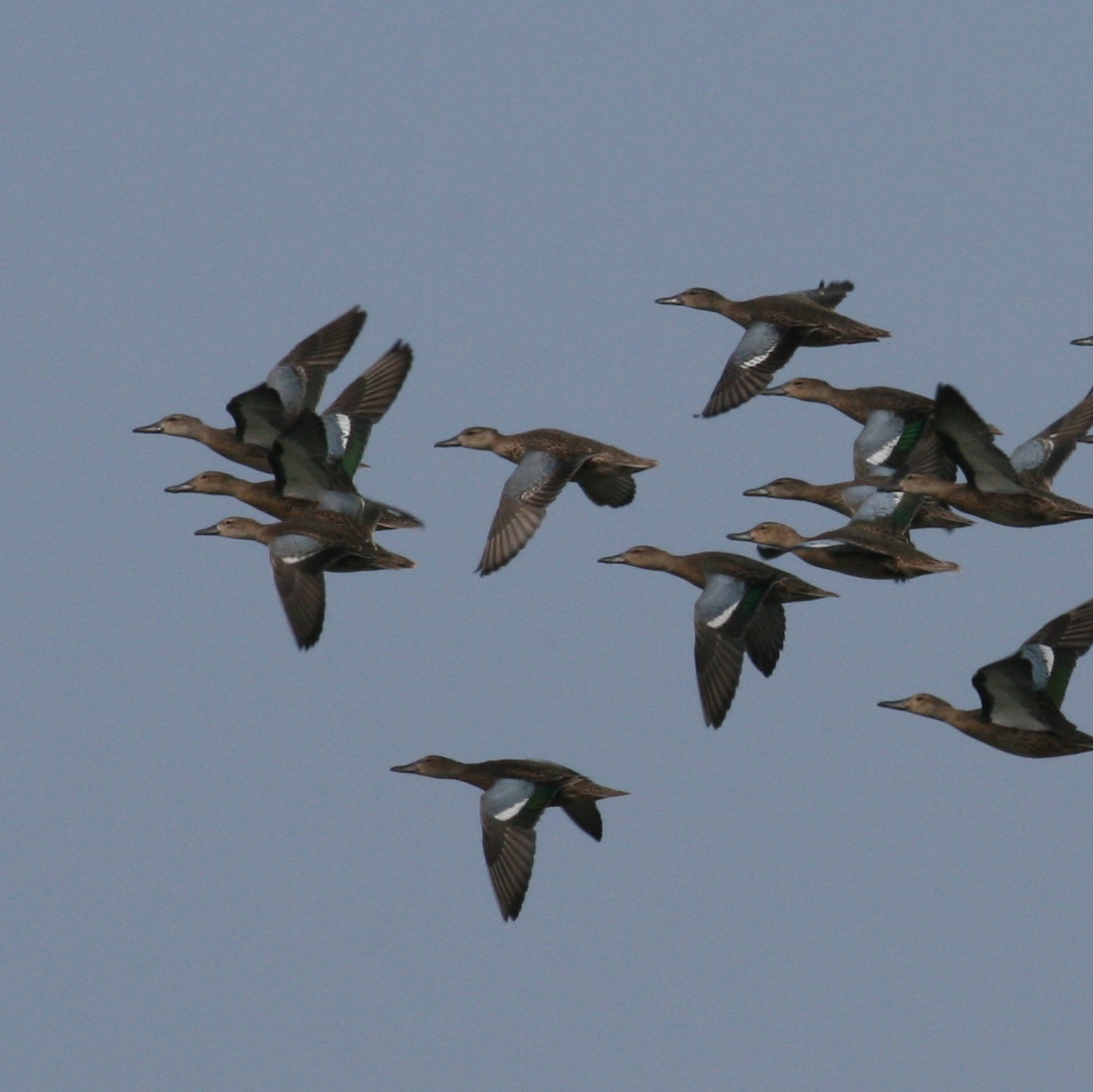 Cinnamon Teal