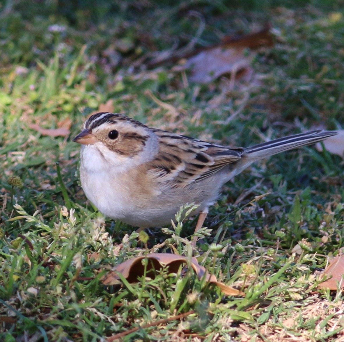 Clay-colored Sparrow