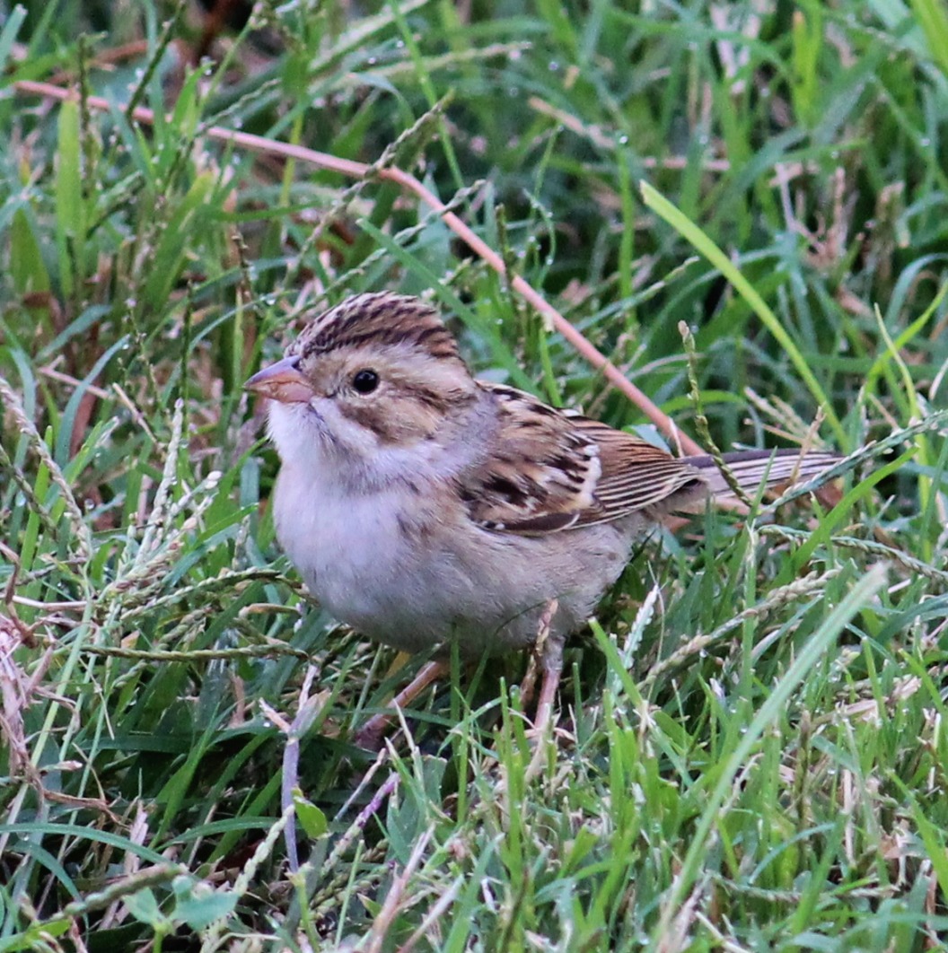 Clay-colored Sparrow