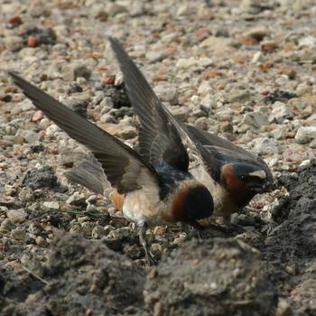 Cliff Swallow