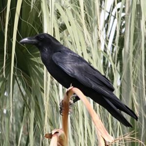 Common Raven