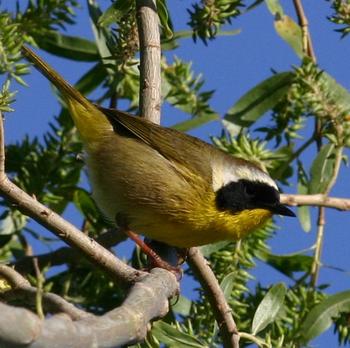 Common Yellowthroat