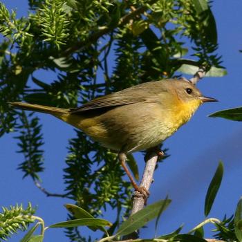 Common Yellowthroat