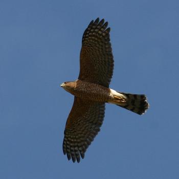 Cooper's Hawk