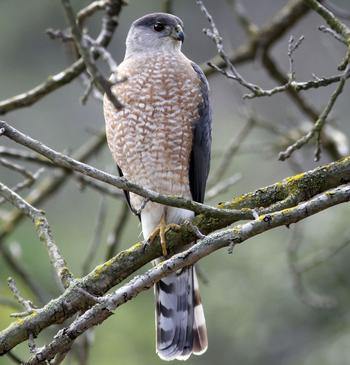 Cooper's Hawk