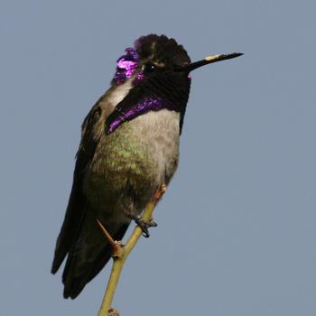 Costa's Hummingbird