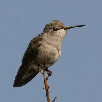 Costa's Hummingbird