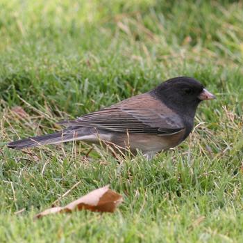 Dark-eyed Junco