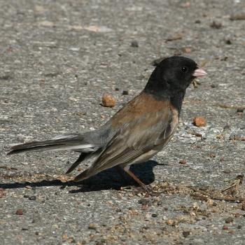 Dark-eyed Junco