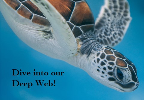 Dive into our Deep Web!