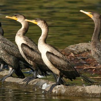 Double-crested Cormorant