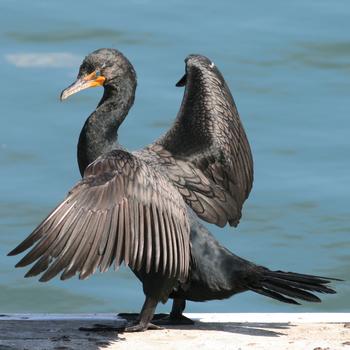 Double-crested Cormorant