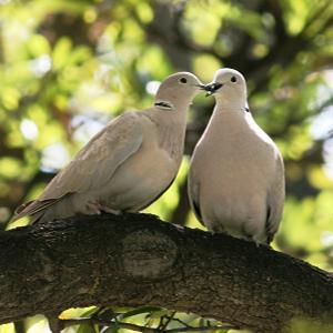 Eurasian Collared-Dove