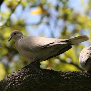 Eurasian Collared-Dove