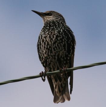 European Starling