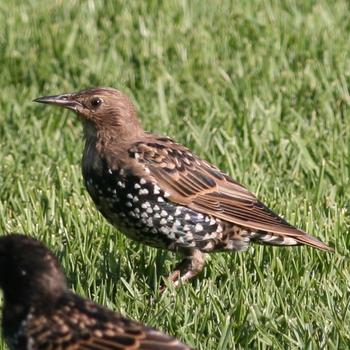 European Starling