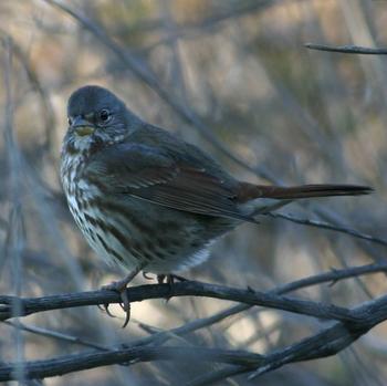 Fox Sparrow