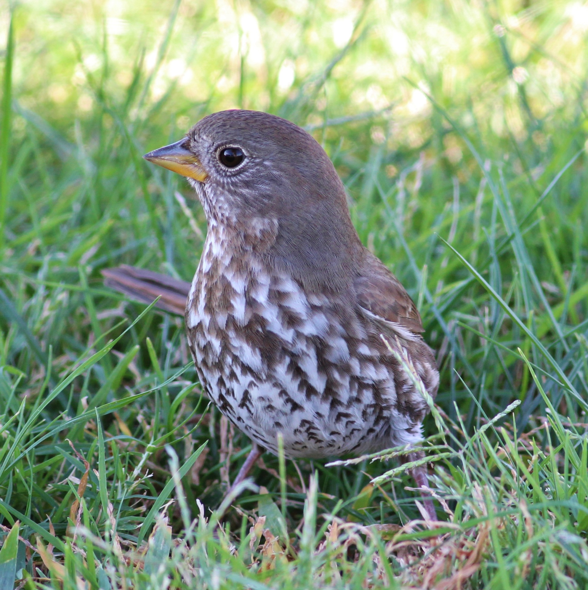 Fox Sparrow