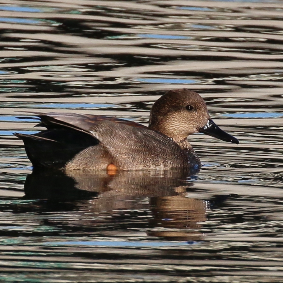 Gadwall, male