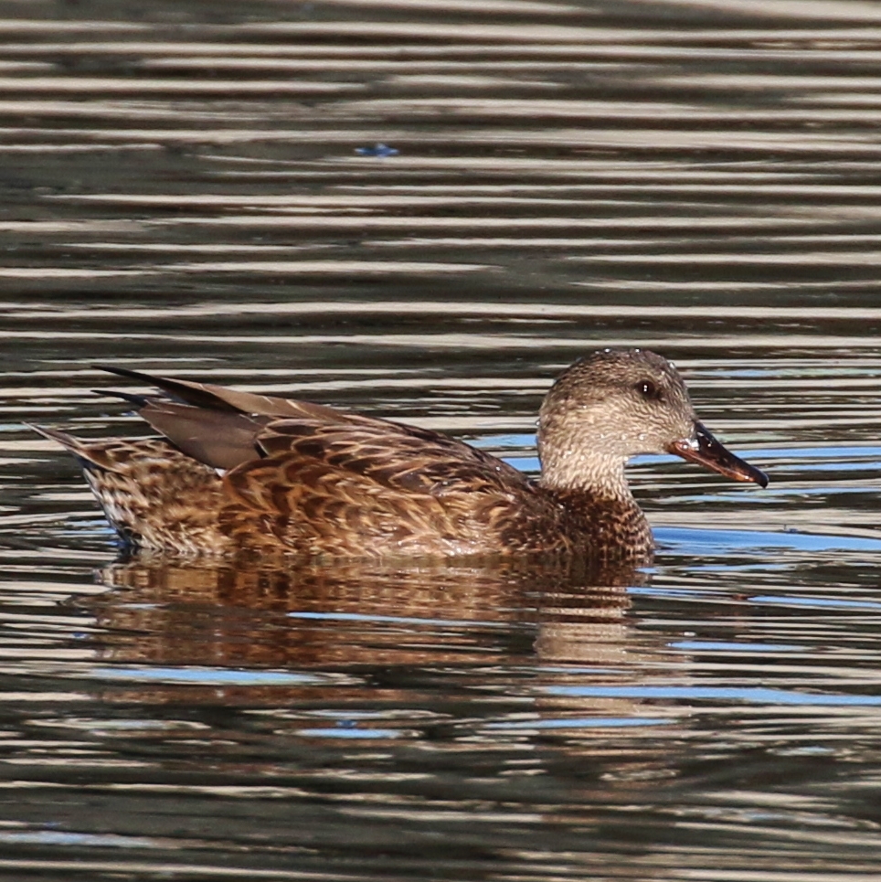 Gadwall, female