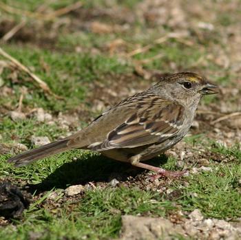 Golden-crowned Sparrow