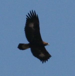 Golden Eagle