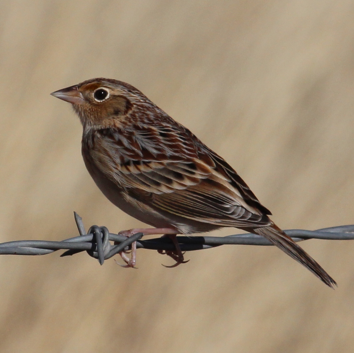 Grasshopper Sparrow