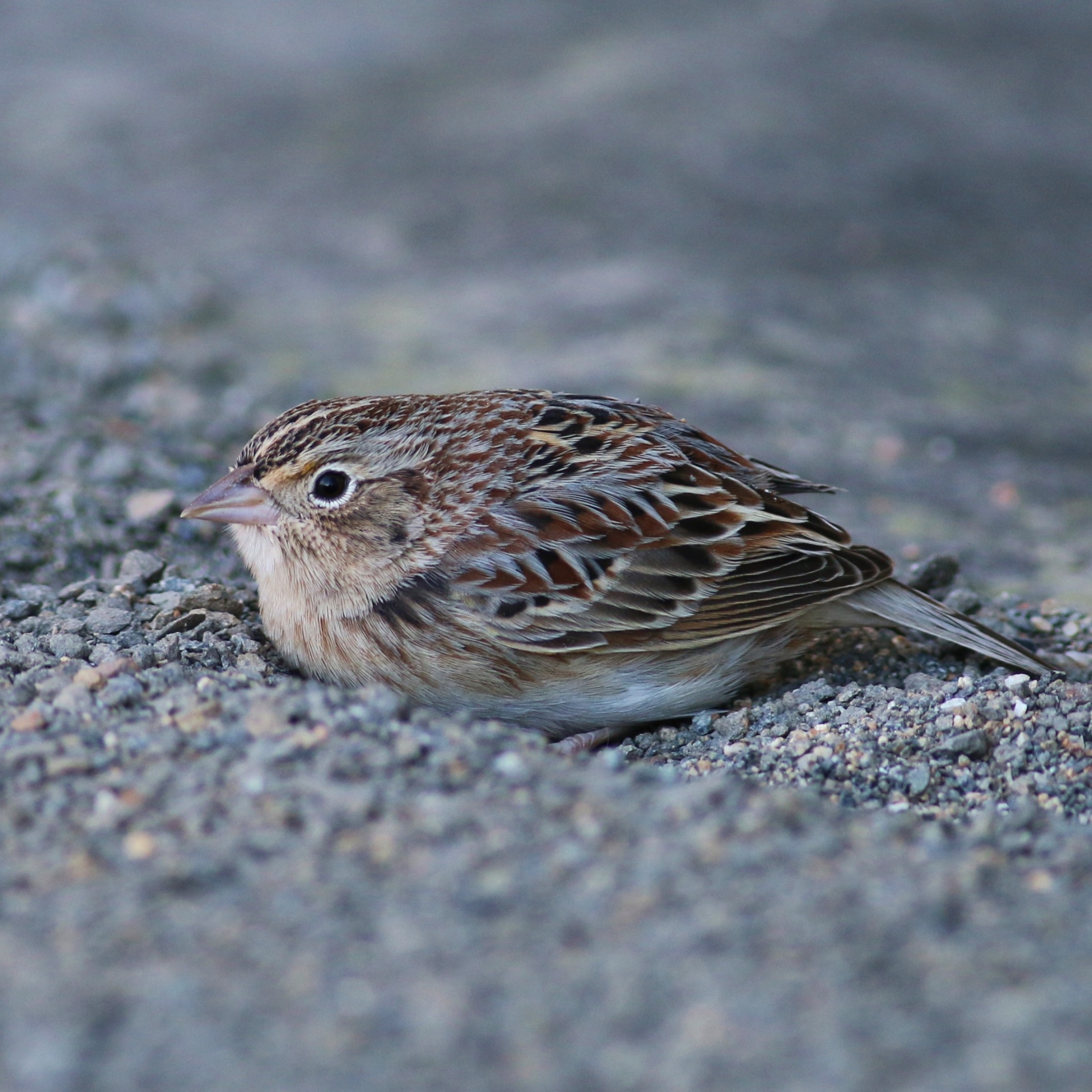 Grasshopper Sparrow