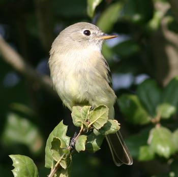 Gray Flycatcher