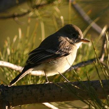 Gray Flycatcher