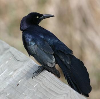 Great-tailed Grackle