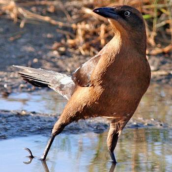 Great-tailed Grackle