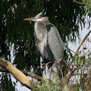 Great Blue Heron