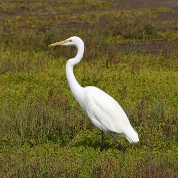 Great Egret