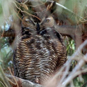 Great Horned Owl