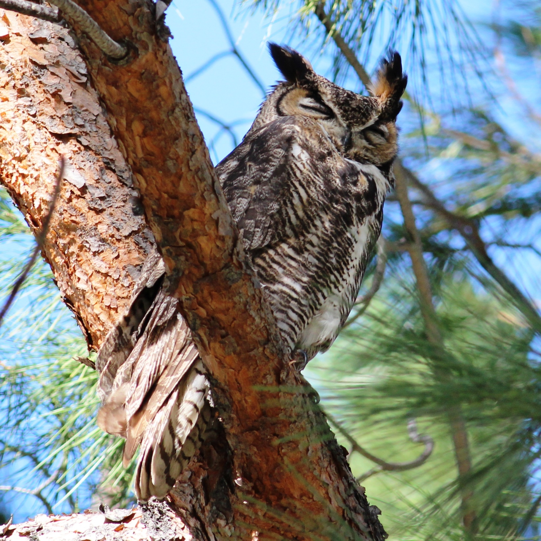 Great Horned Owl