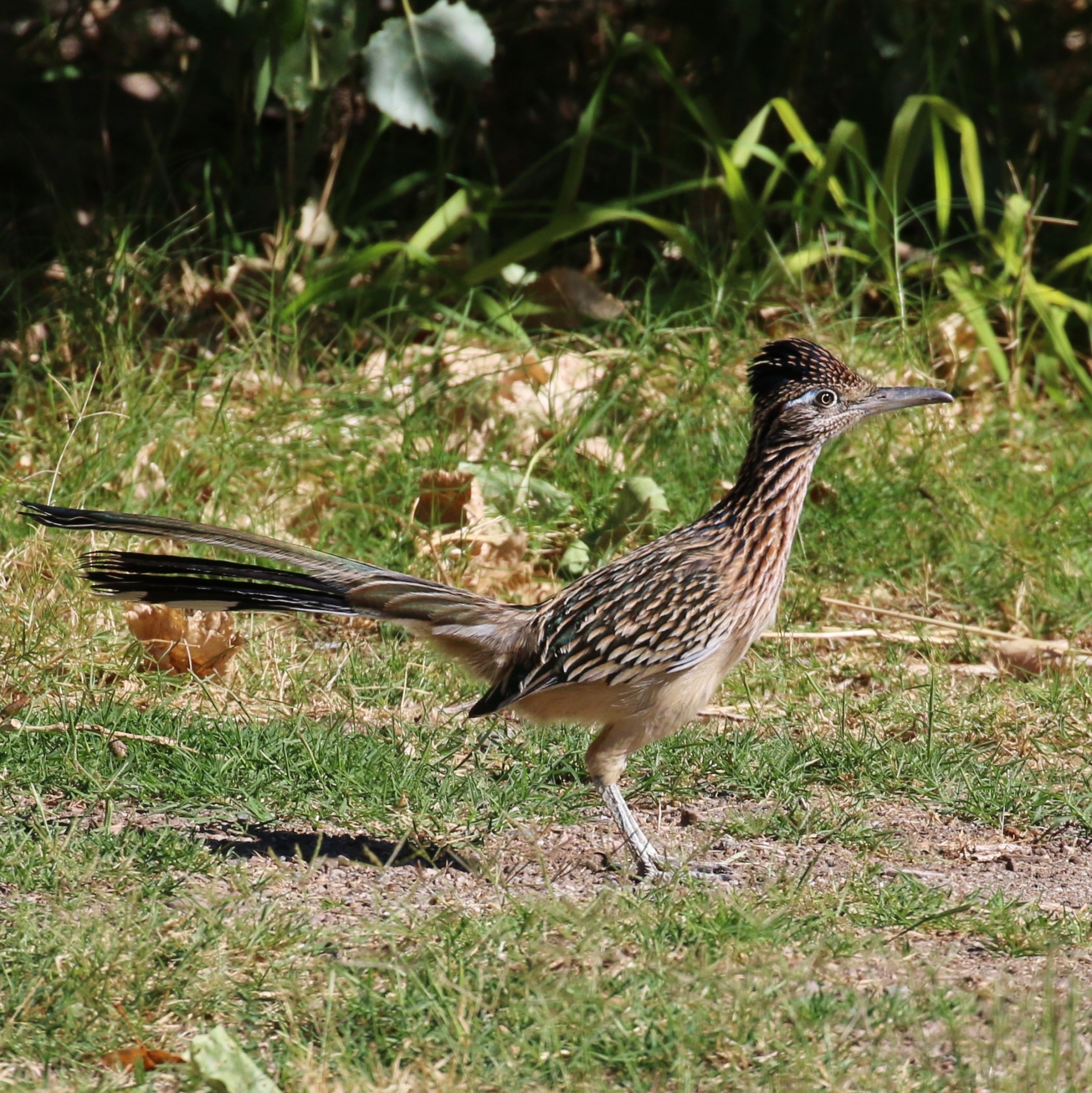 Greater Roadrunner