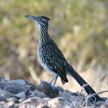 Greater Roadrunner