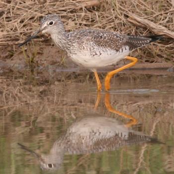 Greater Yellowlegs