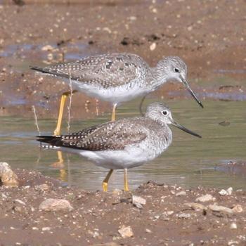 Greater Yellowlegs