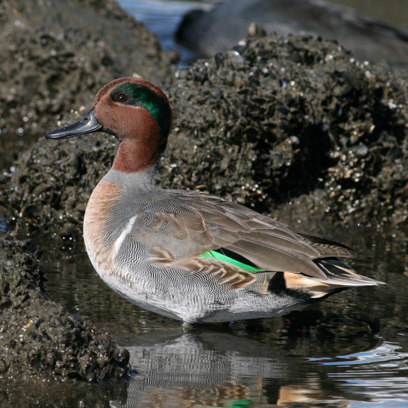 Green-winged Teal