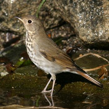 Hermit Thrush